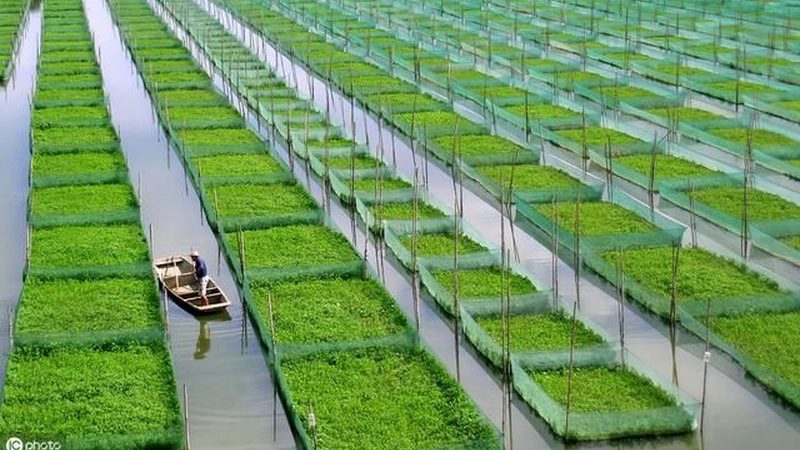 大型粮食种植基地排名：揭秘高效农业背后的关键因素