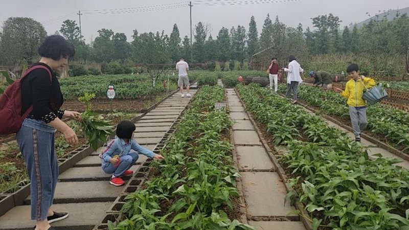 智慧农业助力小型农场：如何选择合适的适用方案