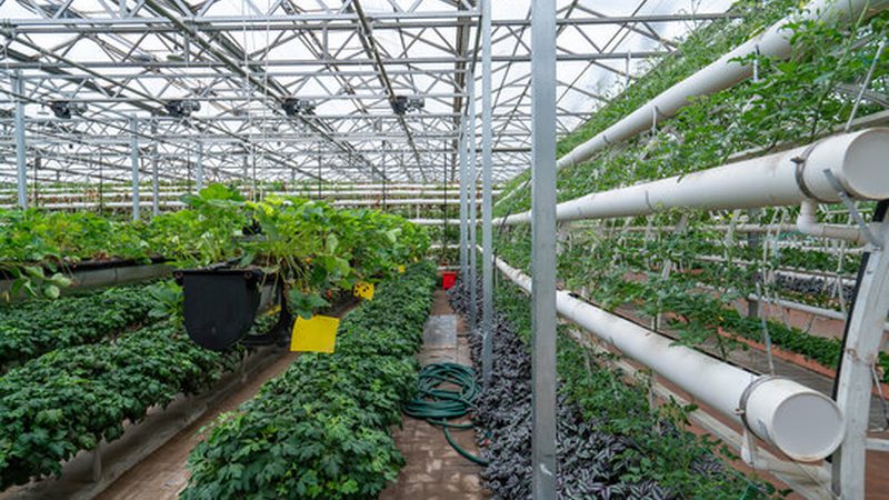 在批发粮食种子时，以下方法可以帮助我们辨别种子的优劣：