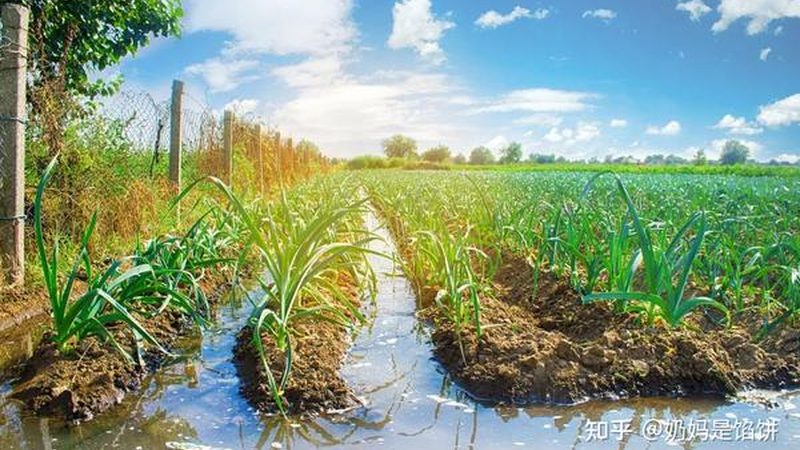 农资电商平台崛起：如何挑选十大品牌**
