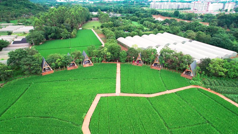 大棚蔬菜病虫害具有以下特点：