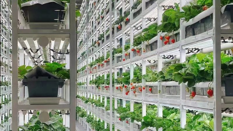 绿色食品认证费用明细表：揭秘绿色食品认证成本构成